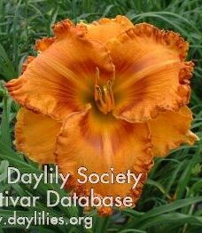 Twinsgarden Лилейник Dazzling Display (Polston, 2011) (Darla Anita × sdlg)