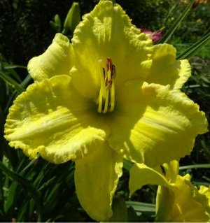 Twinsgarden Лилейник Mount Herman Yellow Green Glow (Carpenter-J., 2009)(Lifting Me Higher х JT Davis)