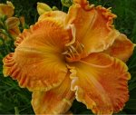 Лилейник &#039;Ponkan&#039;s Orange Sherbet&#039; (Smith-Harry-P., 2011)((Tet. Siloam Ralph Henry × Patsy Cline) × (Firefighter × Apache Sunrise))