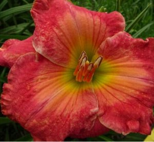 Twinsgarden Лилейник Great Mercies(Bell-T., 2007)(Enchanting Esmerelda х unknown)