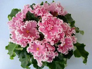Фиалка НД-Ливадия