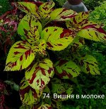 Колеус Вишня в молоке