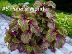 Колеус Peter&#039;s Wonder