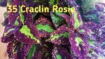 Колеус Cracling Rosie
