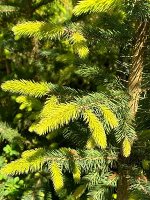 Ель ситхинская видовая норма