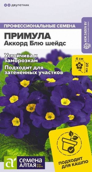 Примула Аккорд Блю шейдс 5шт