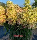 Гортензия pan. Metalica