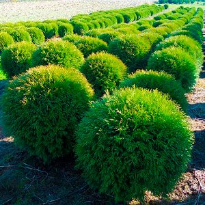 Питомник "Приморский" Туя западная Globosa