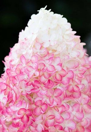 Гортензия pan. Royal Flower в 3 литрах