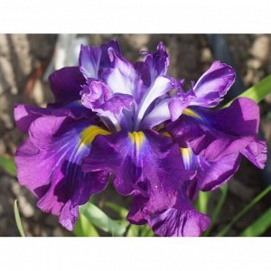 Ирис Ensata Frosted Intrique