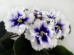Фиалка Dn-Royal Blue