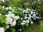 Гортензия шаровидная