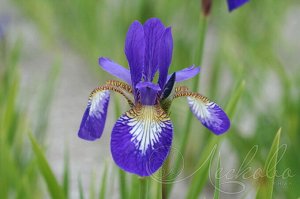 Ирис Sibirica Claret Cup