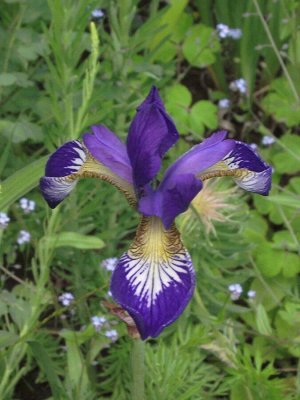 Ирис Sibirica Claret Cup