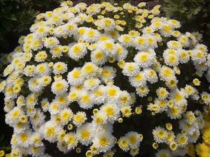 Эльф Вайт_ Зимует высота 40 см диаметр цветка 3 см цветение сентябрь
Морозоустойчив.