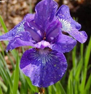 Ирис Sibirica Mabel Coday