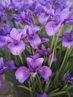 Ирис Sibirica Mabel Coday