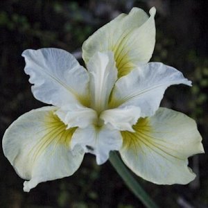 Ирис Sibirica Moon Silk