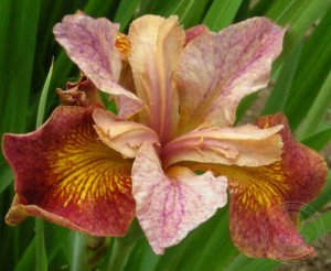 Ирис Sibirica Paprikash