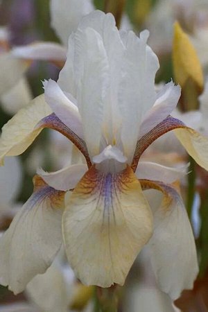 Ирис Sibirica Snow Prince