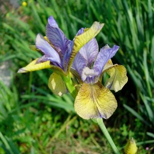 Ирис Sibirica So van Gogh