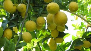 Лимон Иранский сладкий