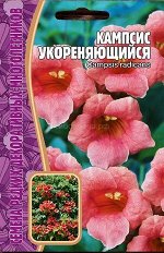 Кампсис укореняющийся (Редкие)