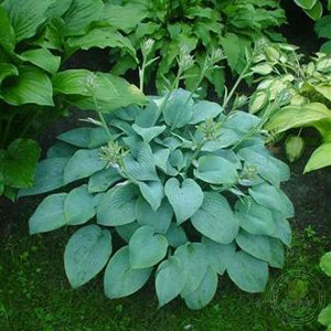 Хоста Fragrant Blue