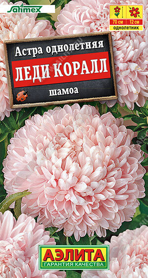 Астра Леди Коралл шамоа