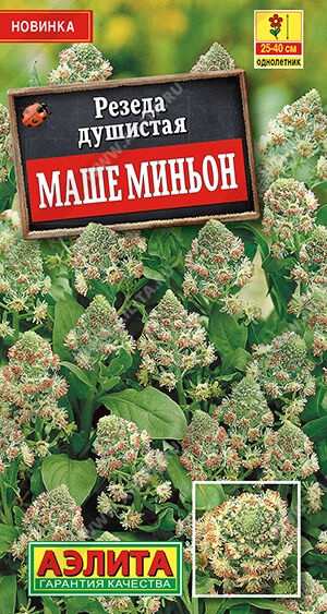 Резеда душистая Маше миньон