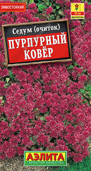 Седум Пурпурный ковер
