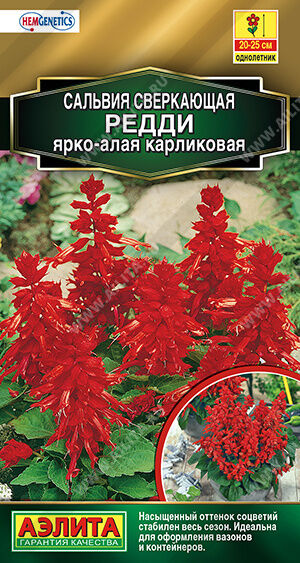Сальвия Редди ярко-алая карликовая