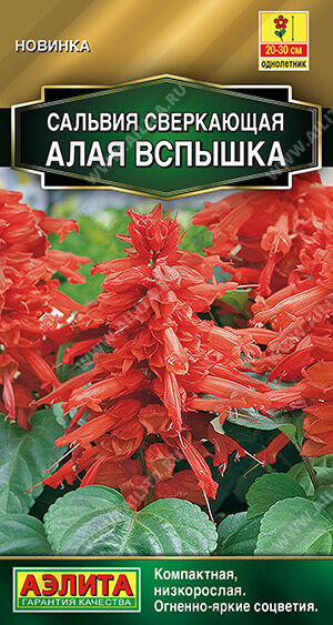 Сальвия Алая вспышка (Код: 91812)