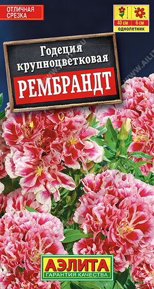 Годеция Рембрандт махровая