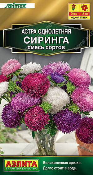 Астра Сиринга, смесь сортов