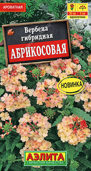 Вербена Абрикосовая