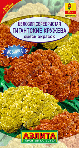 Целозия серебристая Гигантские кружева, смесь окрасок