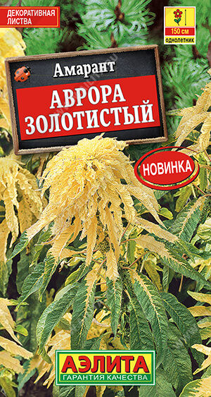 Амарант Аврора золотистый