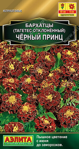 Бархатцы Черный принц отклоненные