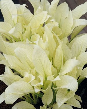 Хоста White Feather ™ XXL