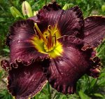 Лилейник Victorian Garden Star Bright (Brooker-G., 2007)(Midnight Angel х sdlg)