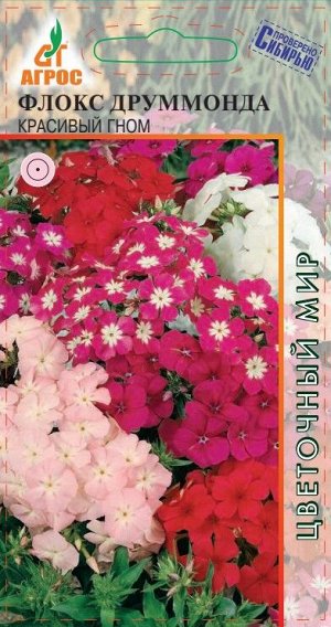 Флокс Красивый гном (Код: 90855)