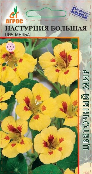 Настурция Пич Мелба большая (Код: 90846)