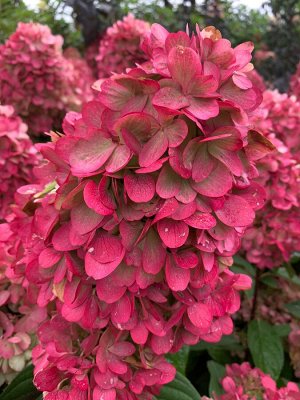 Гортензия метельчатая (Hydrangea paniculata Bonfire) Р9