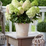 Гортензия метельчатая (Hydrangea paniculata Little Fresco) P9