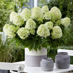 Гортензия метельчатая (Hydrangea paniculata Little Spooky) P9