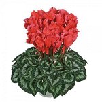 1 Цикламен Halios Curly Saumon Ecarlate