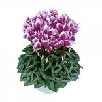 2 Цикламен Halios Fantasia Decora Violet Fonce
