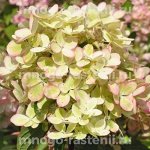 Пастель грин (pastel green)
