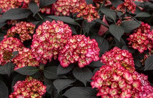 Гортензия крупнолистная (Hydrangea macrophylla Eclips First Editions) P12  HIT!